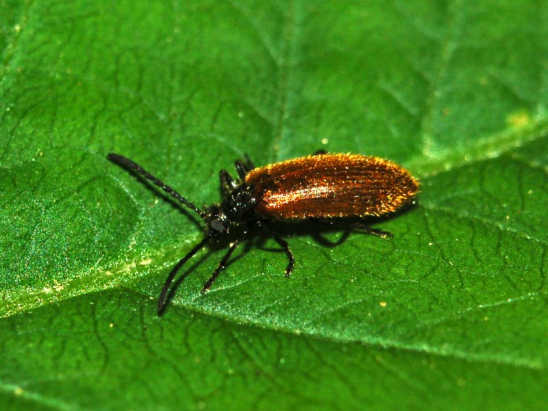 Tenebrionidae bruno-rossiccio da determinare - Lagria sp.